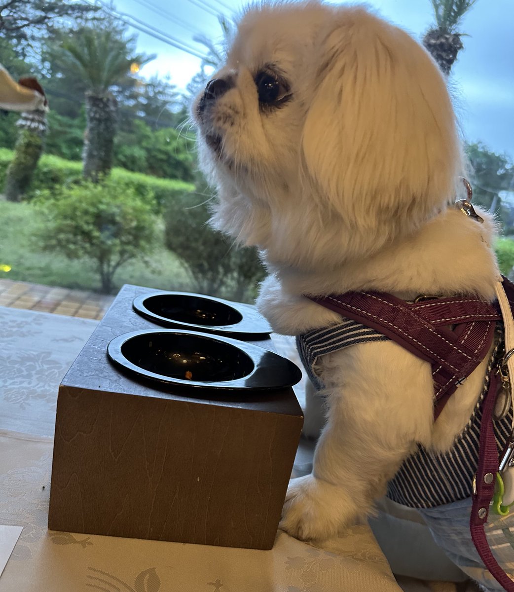 マンモーニ・ペコ (@pecomsnarichika) / Posts and Replies / X