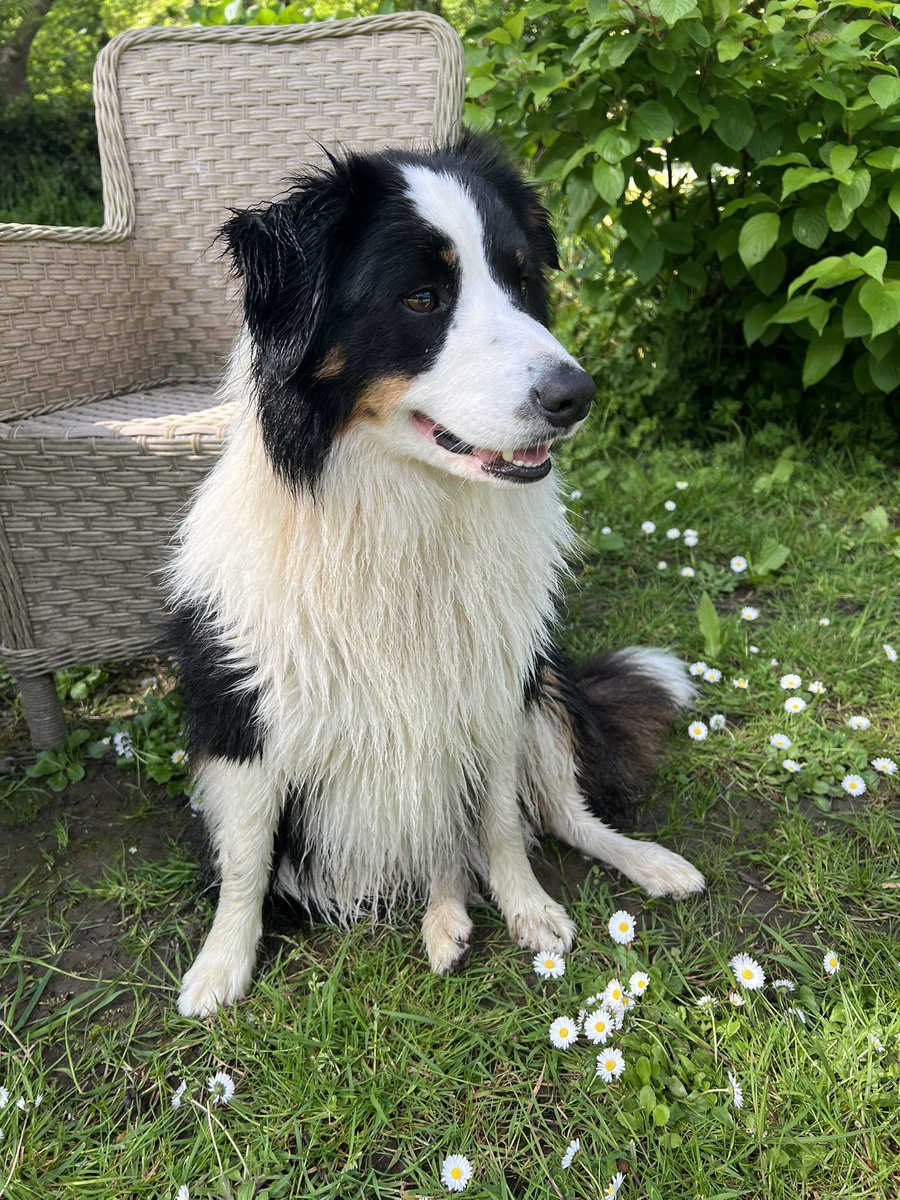 mybordercollie's tweet photo. Luna dog got washed today no-one here appreciated her eau de fox 😜 https://t.co/DRzhLrqqFg