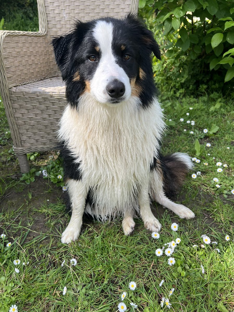mybordercollie's tweet photo. Luna dog got washed today no-one here appreciated her eau de fox 😜 https://t.co/DRzhLrqqFg