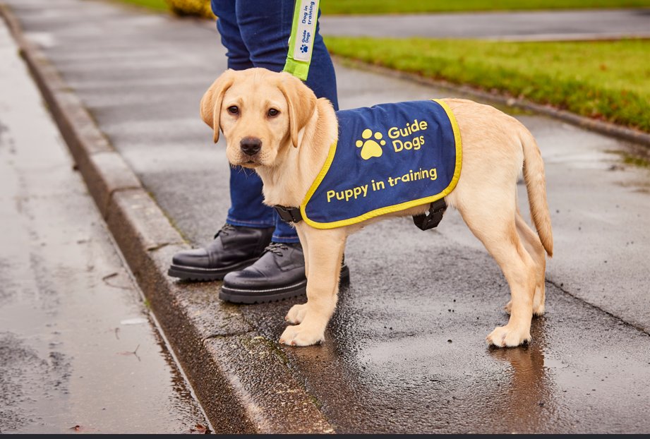 Emma Brown (@ecuthb14) on Twitter photo Hey #EastKilbride ๐ <a href="/guidedogsscot/">Guide Dogs Scotland</a> are bringing puppy class to you! Tuesday 20 May, The Dug and Bone, 55 Nasmyth Avenue, East Kilbride, 11.30am-1.30pm. Email Emma.Brown@guidedogs.org.uk to book a space! Find out how you + pup can make a huge difference to someone with sight loss Hey #EastKilbride ๐ <a href="/guidedogsscot/">Guide Dogs Scotland</a> are bringing puppy class to you! Tuesday 20 May, The Dug and Bone, 55 Nasmyth Avenue, East Kilbride, 11.30am-1.30pm. Email Emma.Brown@guidedogs.org.uk to book a space! Find out how you + pup can make a huge difference to someone with sight loss