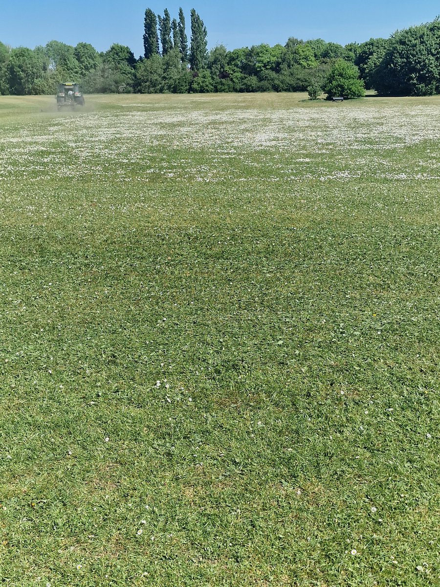 cyclebirdman's tweet image. The demise of the daisies at Moneyhole Park ...
This ridiculous culture needs to change ! Insects in freefall, nature crisis @WelHatCouncil @Buzz_dont_tweet @Love_plants @Natures_Voice