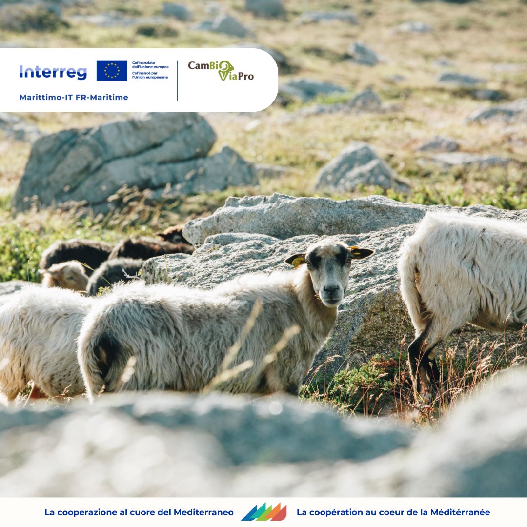 📢 Focus sui progetti 21-27 ! / Zoom sur les projets 21-27 !

🔍 Cambio Via Pro 
🔗interreg-marittimo.eu/fr/web/cambiov…
💡 Seguici per scoprire tutti i progetti! / Suivez-nous pour découvrir tous les projets

#CohesionPolicy #Interreg

<a href="/RegioInterreg/">EU Regio Interreg</a>  <a href="/RegLiguria/">Regione Liguria</a>