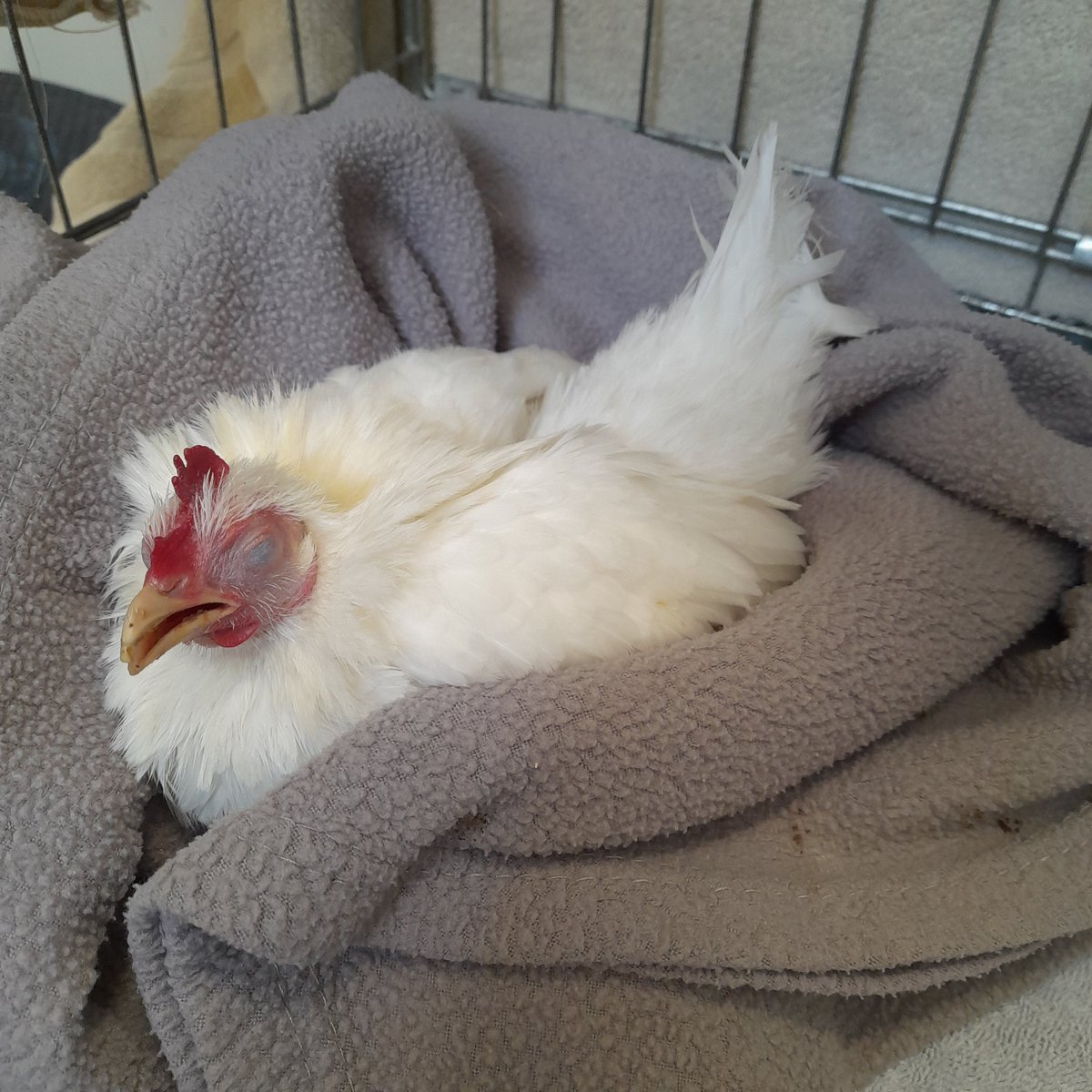 Second trip to the vets. Poor Laverne has now had to have an injection and the same antibiotics as Pookie but she's in a very bad way. Can't stand and won't eat 😬