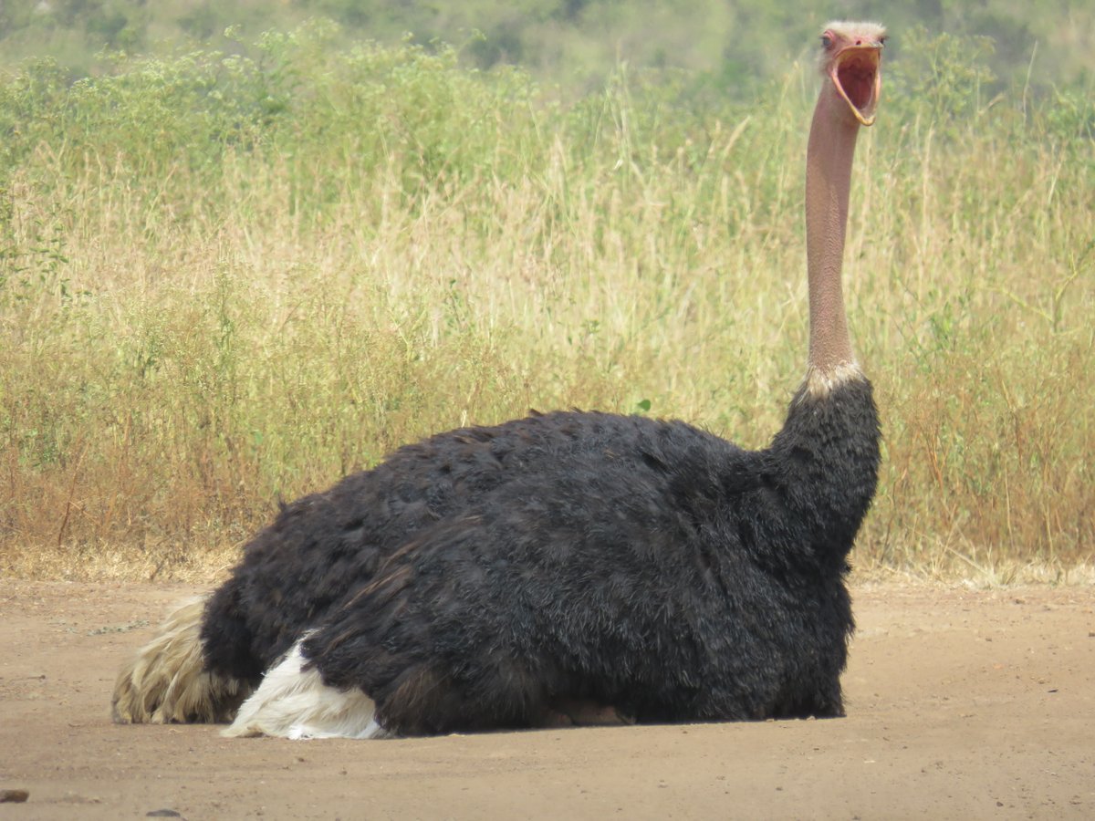 Tourisme mauricien, la fin de la politique de l'autruche ? dlvr.it/TKkdxP #DevDurable
