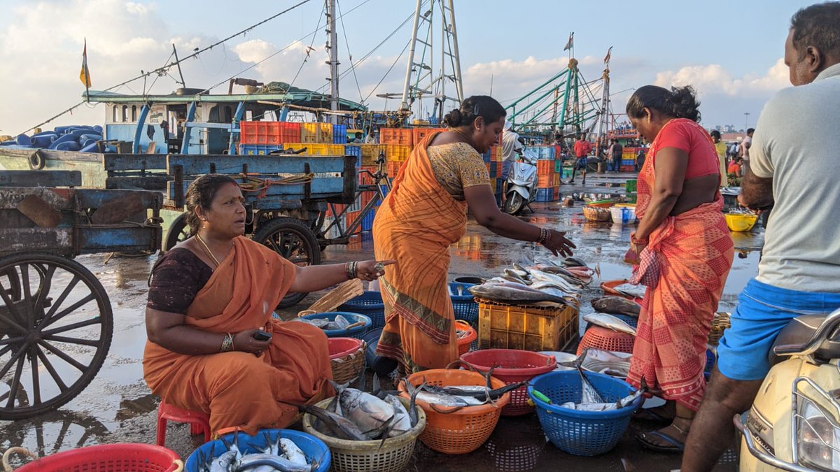 InSeasonFish's tweet photo. A glimpse into a morning at Kasimedu Fishing Harbour in Tamil Nadu during the peak season reveals a scene that’s bright, booming, and bustling with life. 

#fishing #harbour #TamilNadu #largescale https://t.co/fVL1WI6l2x