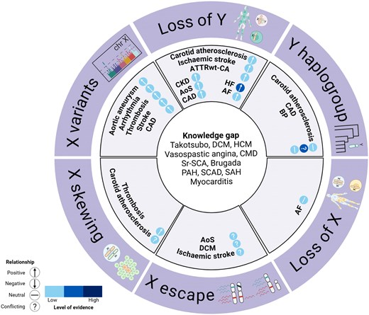Silvia Castelletti (@silcastelletti) on Twitter photo Are #sex differences in #cardiovascular #disease only caused by #hormonal influences? Here an interesting review on sex chromosomes involvement
doi.org/10.1093/eurjpc…
<a href="/EJPCEiC/">EJPC Editor-in-Chief</a> <a href="/EAPCPresident/">EAPCPresident</a>
<a href="/mete_civelek/">Mete Civelek</a> <a href="/PeroneFrancesco/">Francesco Perone</a> <a href="/justvick/">Vasiliki Tsampasian</a> <a href="/DrMarthaGulati/">Dr. Martha Gulati ♥️🫀❤️🩹🇨🇦</a> <a href="/AnastasiaSMihai/">Dr Anastasia Mihailidou FAHA FCSANZ FESC</a> <a href="/s_gati/">Sabiha Gati</a> Are #sex differences in #cardiovascular #disease only caused by #hormonal influences? Here an interesting review on sex chromosomes involvement
doi.org/10.1093/eurjpc…
<a href="/EJPCEiC/">EJPC Editor-in-Chief</a> <a href="/EAPCPresident/">EAPCPresident</a>
<a href="/mete_civelek/">Mete Civelek</a> <a href="/PeroneFrancesco/">Francesco Perone</a> <a href="/justvick/">Vasiliki Tsampasian</a> <a href="/DrMarthaGulati/">Dr. Martha Gulati ♥️🫀❤️🩹🇨🇦</a> <a href="/AnastasiaSMihai/">Dr Anastasia Mihailidou FAHA FCSANZ FESC</a> <a href="/s_gati/">Sabiha Gati</a>