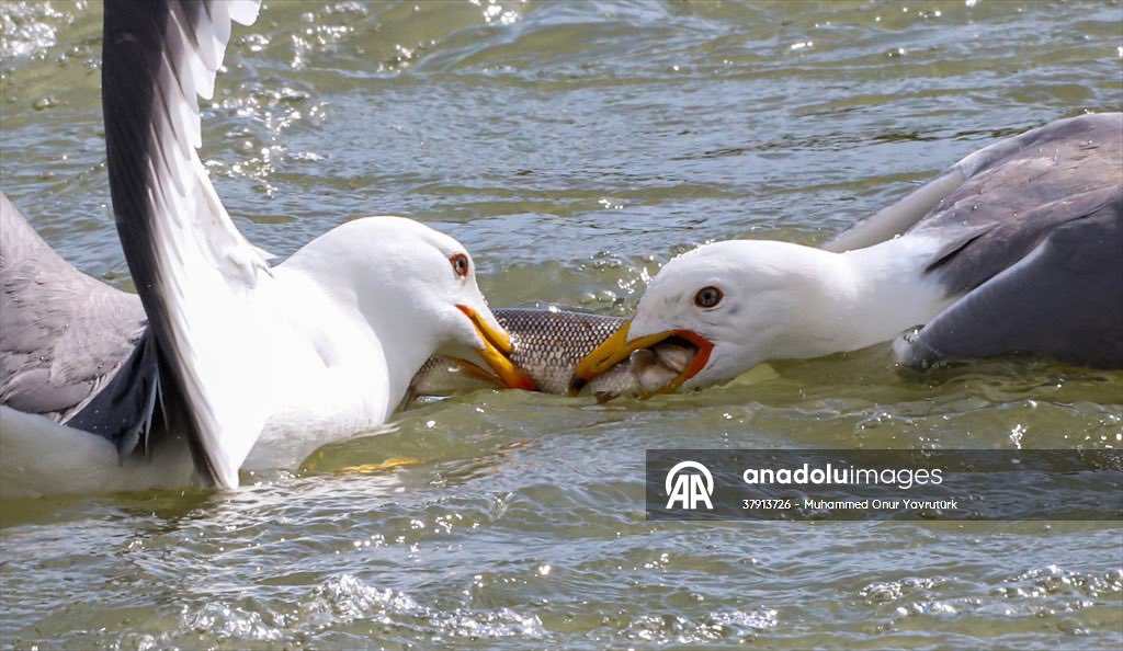 Martıların göç yolculuğundaki inci kefallerini avlama mücadelesi🐟

Van Gölü Havzası'nda yaşayan martılar, üremek için suyun tersine yüzerek tatlı sulara göç eden inci kefallerini avlayarak besleniyor. 

📸<a href="/oyvrturk65/">Onur YAVRUTÜRK</a>