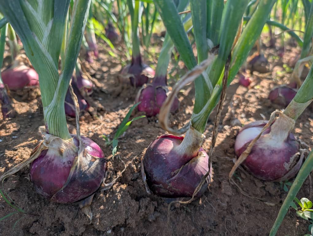 Bolton Kudzai Kakava (@boltonkudzi) on Twitter photo High quality Red Creole onions 🧅 at Kanjani Farm, Zimbabwe.
🌱They applied a customized science driven plant nutrition program synergized with a robust soil biology 🦠.
📞Buyers can get in touch with <a href="/Rachel_lafarmer/">raychel 🇿🇼</a> on +263 71 984 6089
#soilbiology #plantnutrition #profit High quality Red Creole onions 🧅 at Kanjani Farm, Zimbabwe.
🌱They applied a customized science driven plant nutrition program synergized with a robust soil biology 🦠.
📞Buyers can get in touch with <a href="/Rachel_lafarmer/">raychel 🇿🇼</a> on +263 71 984 6089
#soilbiology #plantnutrition #profit