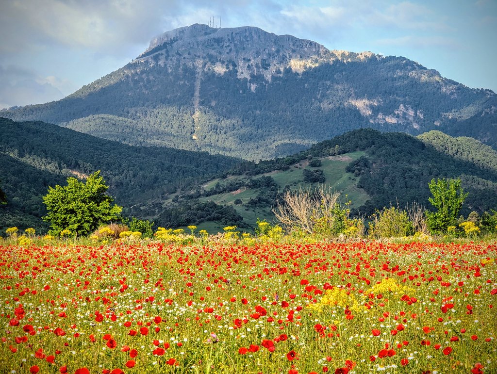 Meteo⚡Hellín (@meteohellin) on Twitter photo ⛰️😍Precioso campo de amapolas o babaoles en el valle de Riópar, con el imponente Padroncillo al fondo. #SierraDeAlcaraz #SierraDelSegura #Albacete #meteoAB
© <a href="/Fuente_El_Ojico/">Javier Valdelvira</a> ⛰️😍Precioso campo de amapolas o babaoles en el valle de Riópar, con el imponente Padroncillo al fondo. #SierraDeAlcaraz #SierraDelSegura #Albacete #meteoAB
© <a href="/Fuente_El_Ojico/">Javier Valdelvira</a>
