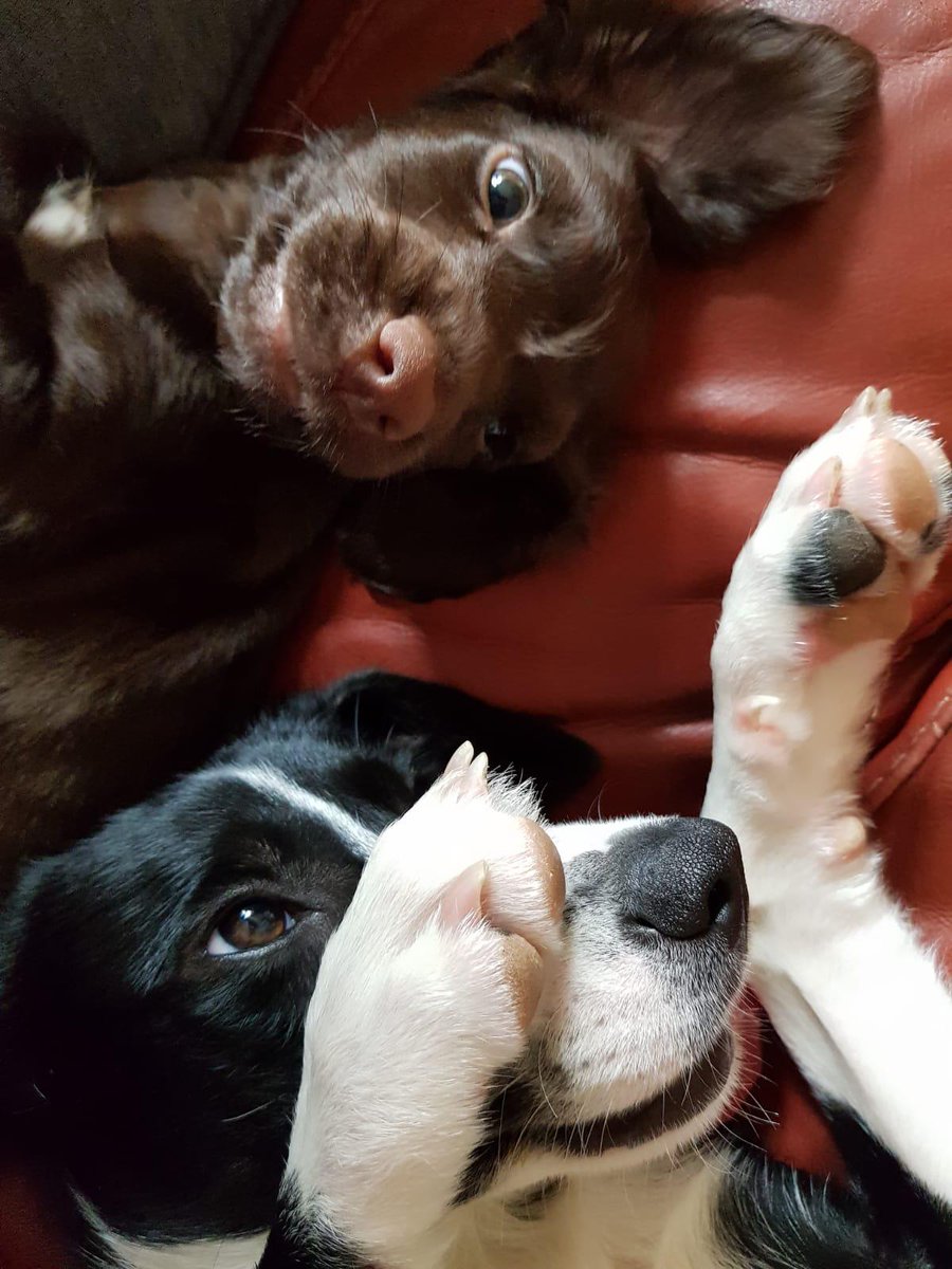 Do you want to make a lasting difference in the lives of collies in need? Join our Border Collie Support Scheme and help provide vital care for rescue collies until they find their new homes. 🏡🐶
📲 Ready to join? Learn more and sign up here: bordercollietrustgb.org.uk/support-us/sup…