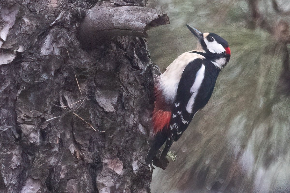 Pico Picapinos de Canarias, Dendrocopos maior thanneri
Gran Canaria
instagram.com/delfingonfer/
Esta es la subespecie de pico picapinos que podemos ver en la isla de Gran Canaria.
This is the subspecies of woodpecker that we can see on the island of Gran Canaria.