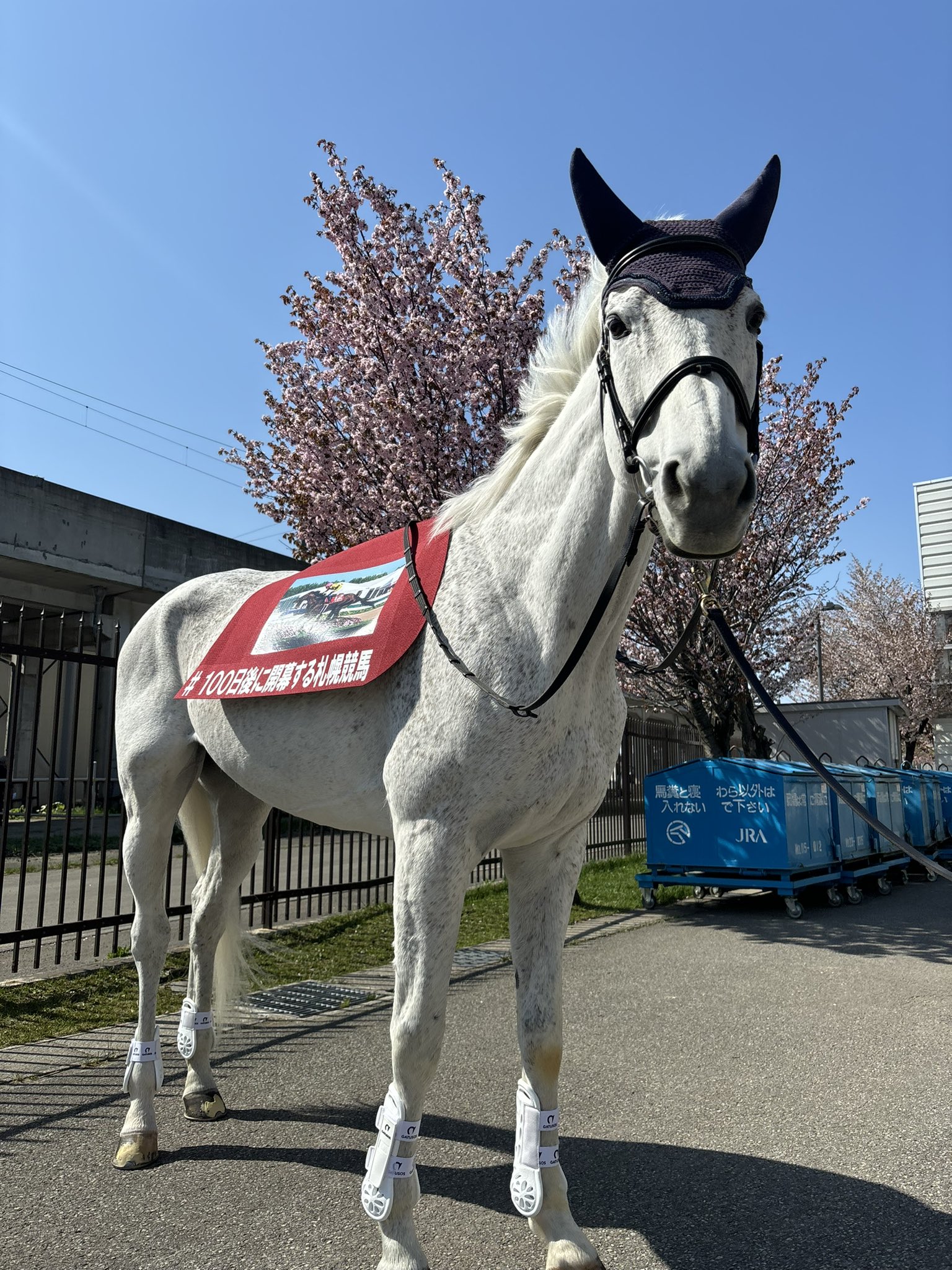 JRA札幌競馬場【公式】 on X: 