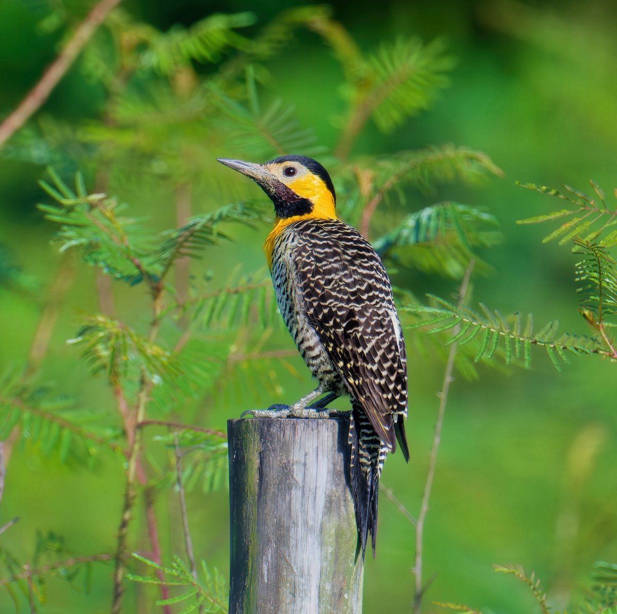 Ruben Giron (@rubengi02391602) on Twitter photo Campo Flicker - This flicker is about 12" long. Adults have a black crown and a yellow face with white around their eyes. Seen on the roadside at Pousada Camping dos Ypês, Brazil. #birdcpp <a href="/BirdCentralPark/">Manhattan Bird Alert</a> #birdsofbrazil Campo Flicker - This flicker is about 12" long. Adults have a black crown and a yellow face with white around their eyes. Seen on the roadside at Pousada Camping dos Ypês, Brazil. #birdcpp <a href="/BirdCentralPark/">Manhattan Bird Alert</a> #birdsofbrazil