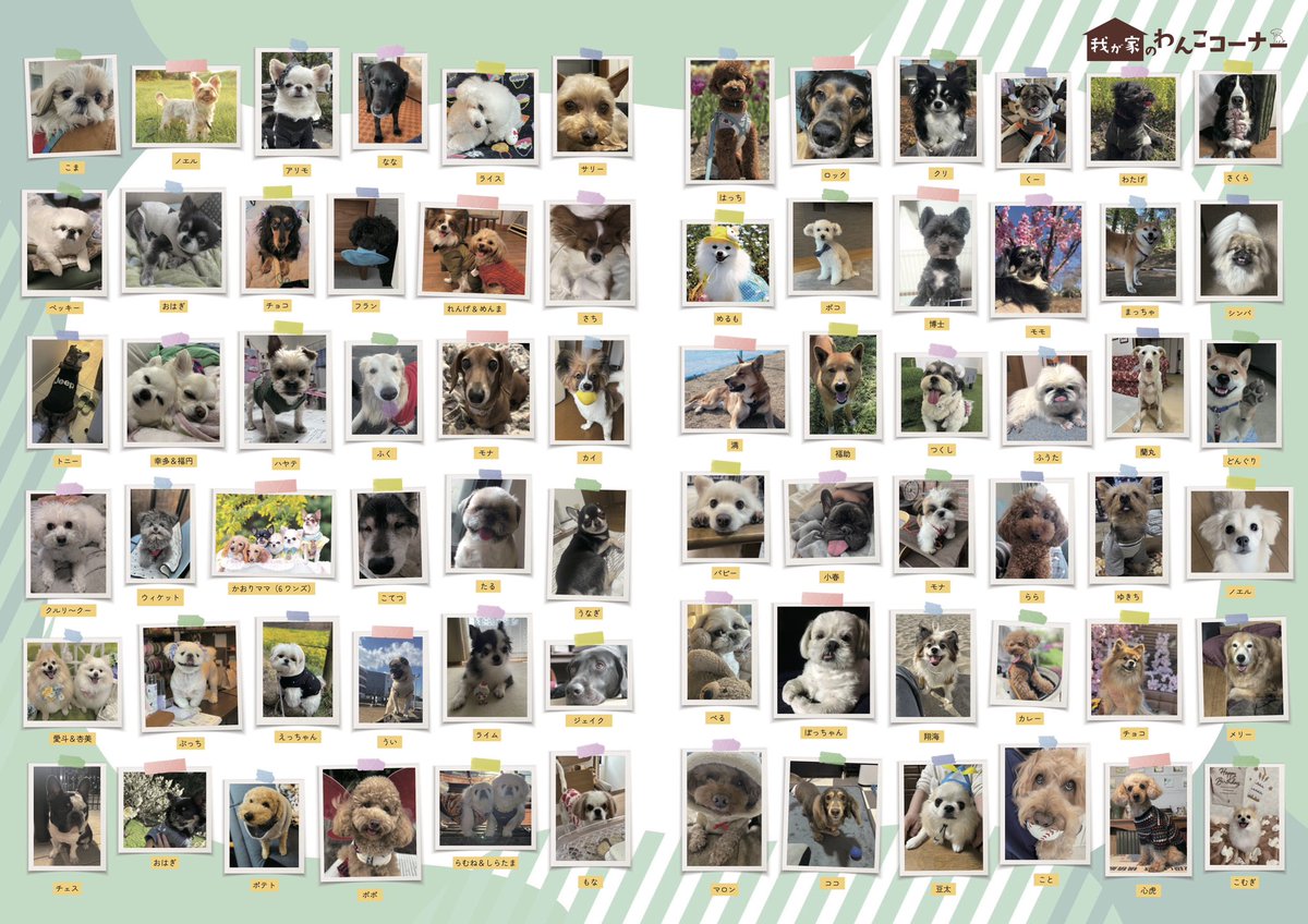 gekkan_wanko's tweet photo. 【当選者発表⑥🎊】
こちらの写真は月刊わんこvol.18（5/15発売）我が家のわんこコーナーに掲載されます📖👏🐶掲載されていたらリポストをお願いします✨※我が家のわんこコーナーは来月6/15掲載号で終了となります🐕

月刊わんこvol.18　表紙巻頭特集：MAKI（&TEAM）／裏表紙：市川染五郎
Amazon→https://t.co/0QNdjynIz3

【当選者様】
@iyashi_inu_dog
@achobi1129
@po2_1007
@LifelongTrotter
@shin50327175
@akani0312
@senchan7529
@Kq9Rr6Mm3
@marin0422peky
@sin338
@sayaka_3jsb_RI
@Je33exxx
@mami03030316
@pikayocham
@urusub508
@napizooo
@piyumema
@charipan
@dgr8537752775
@__hoppe8
@maruchoooo
@fu_a0930
@yukabon238
@punyopunyotyan
@anfuji1226
@Pocky316
@yunokyan666
@ritu__ritu___
@SIMBAP69315
@fuku_bichon
@oto__12sk