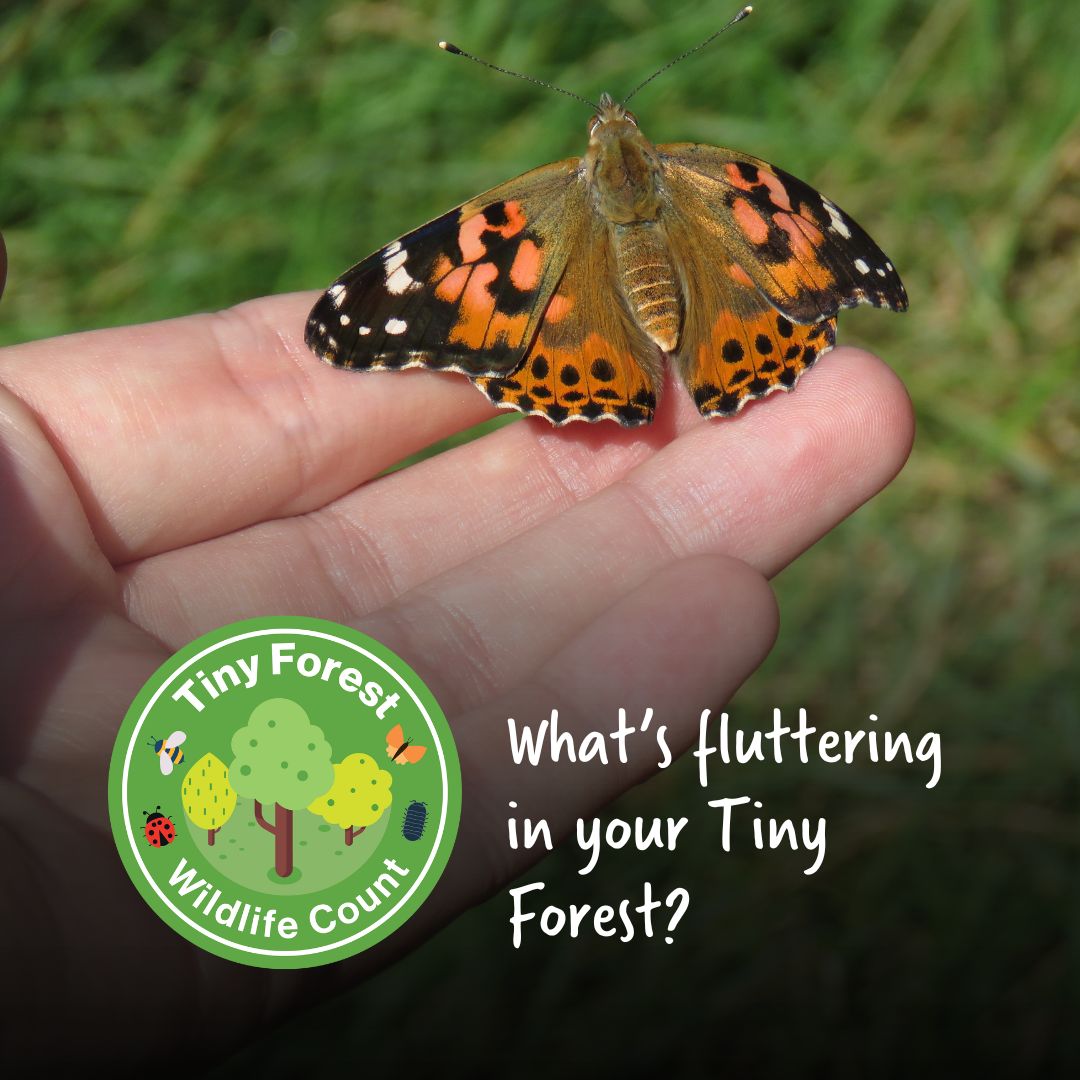 Wildlife and Countryside Link (@wcl_news) on Twitter photo What’s buzzing, fluttering & crawling in your Tiny Forest? Join the Tiny Forest Wildlife Count from 17 May to 1 June and find out!
Your data will help <a href="/Earthwatch_Eur/">Earthwatch Europe</a> understand how Tiny Forests help #UrbanWildlife
Sign up👉 earthwatch.org.uk/tiny-forest-wi…
#TFWildlifeCount What’s buzzing, fluttering & crawling in your Tiny Forest? Join the Tiny Forest Wildlife Count from 17 May to 1 June and find out!
Your data will help <a href="/Earthwatch_Eur/">Earthwatch Europe</a> understand how Tiny Forests help #UrbanWildlife
Sign up👉 earthwatch.org.uk/tiny-forest-wi…
#TFWildlifeCount