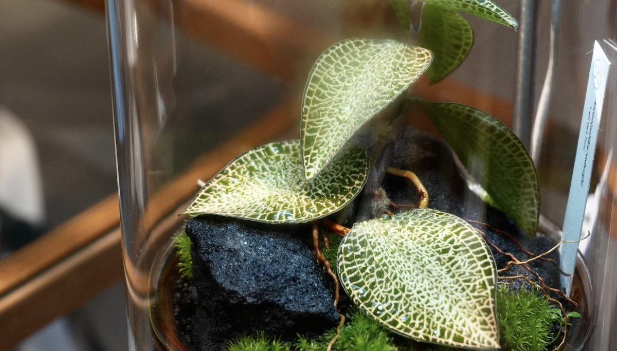 Hanatakient's tweet image. 【イベント情報】現在東京・表参道のCIBONE様にて「Biophilia
LOOSEJOINTS 25SS POP UP CIBONE with STRAIGHT」が開催中です。
「展足-Insect Preparation-」販売中!
またBRUTUS珍奇植物5や、植物に関する展示販売も充実!ぜひお越し下さい。