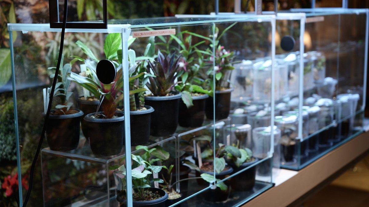 Hanatakient's tweet image. 【イベント情報】現在東京・表参道のCIBONE様にて「Biophilia
LOOSEJOINTS 25SS POP UP CIBONE with STRAIGHT」が開催中です。
「展足-Insect Preparation-」販売中!
またBRUTUS珍奇植物5や、植物に関する展示販売も充実!ぜひお越し下さい。