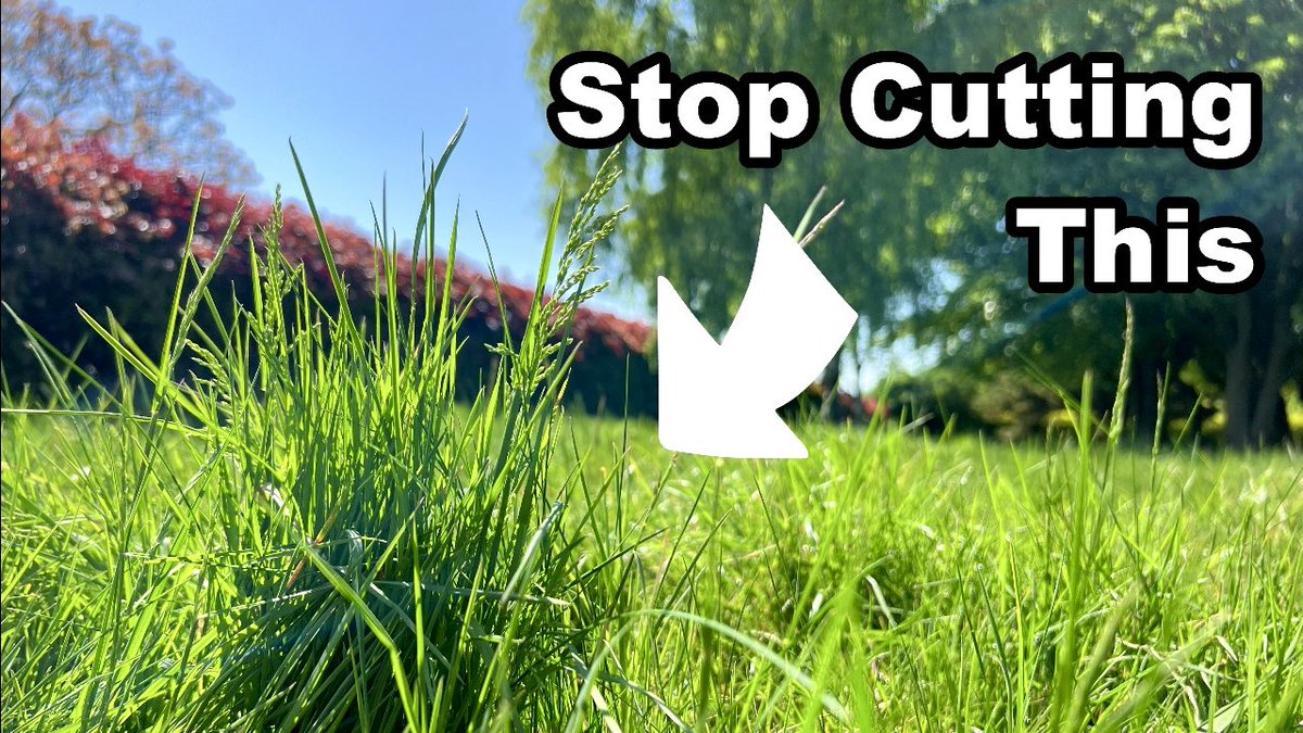 Whatever you do this May, DON’T DO NO MOW MAY! Save #wildlife by letting your grass/lawn grow for the summer and adopting a #NoMowSummer. My latest video below on 10 reasons why NOT mowing your lawn is beneficial for you &amp; wildlife👇

youtu.be/uyY_sTV6AC0?si…

#Mowsaic