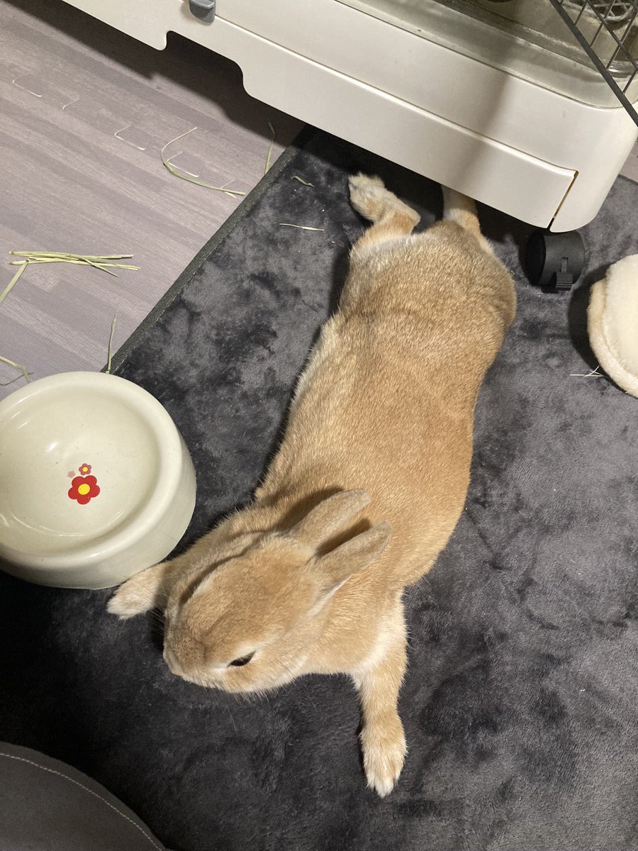 撫でられ最終形態