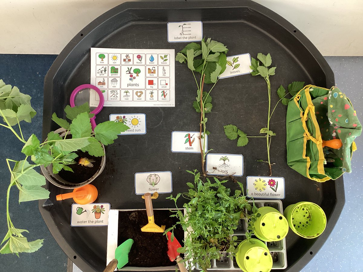 SpringfieldPri1's tweet image. Class 9 have enjoyed exploring our planting sensory tuff tray today. They labelled parts of a plant and then planted them.