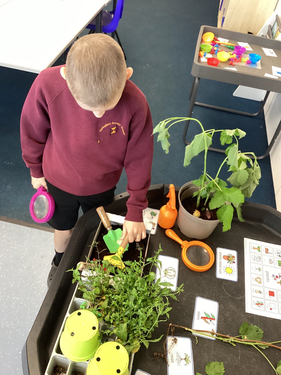 SpringfieldPri1's tweet image. Class 9 have enjoyed exploring our planting sensory tuff tray today. They labelled parts of a plant and then planted them.