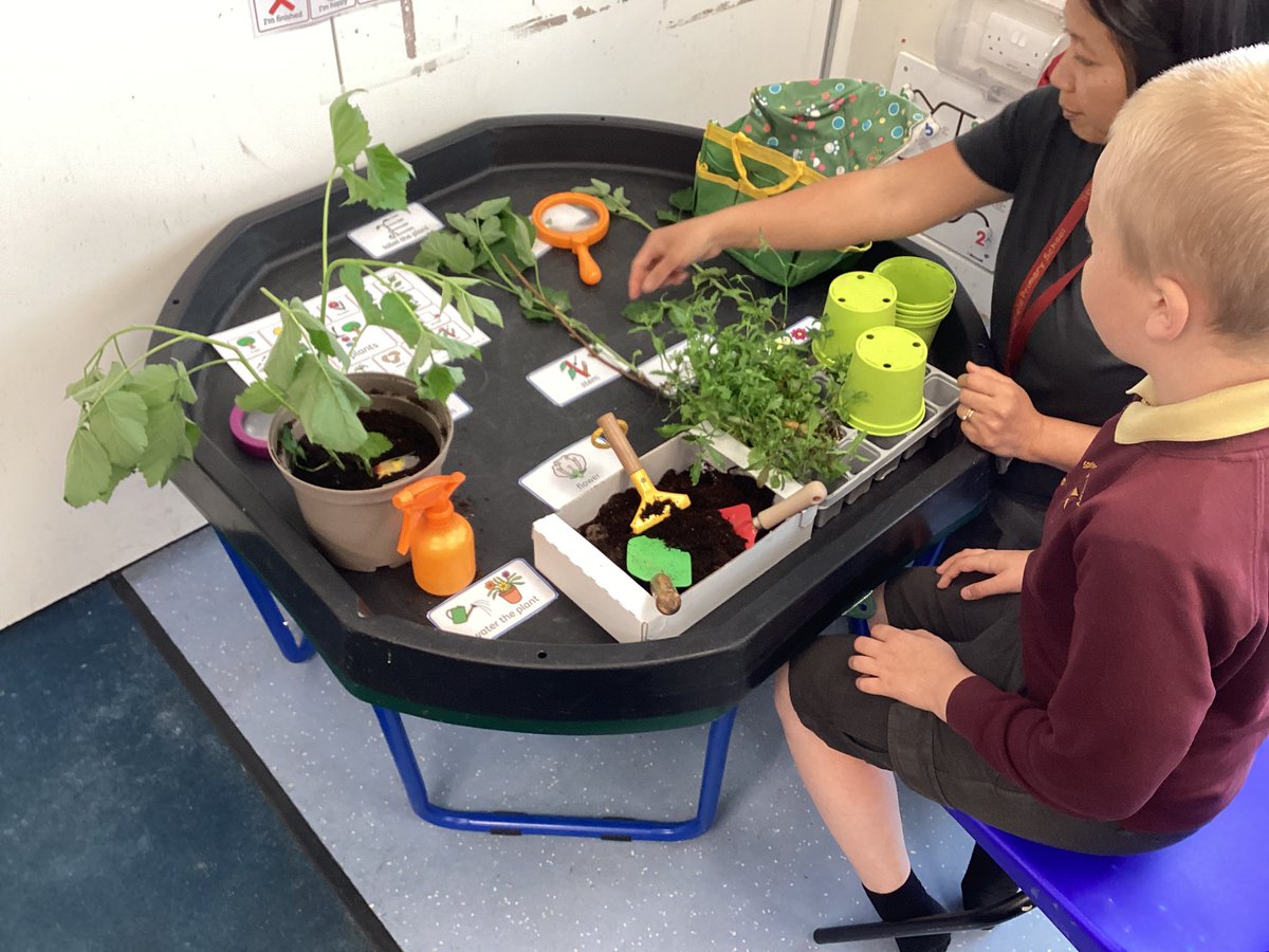 SpringfieldPri1's tweet image. Class 9 have enjoyed exploring our planting sensory tuff tray today. They labelled parts of a plant and then planted them.