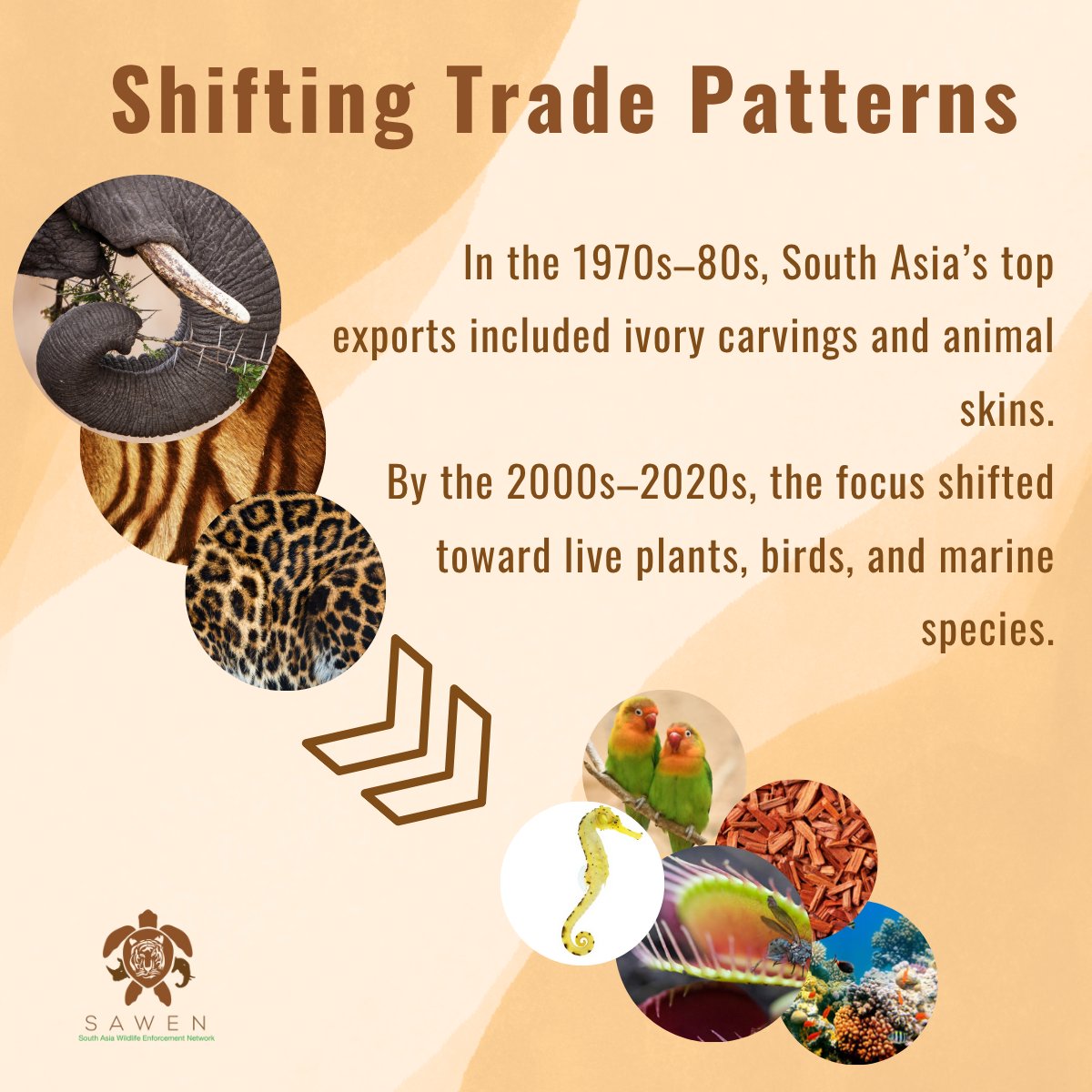 SAWENsec's tweet image. Did you know that the nature of wildlife trade in South Asia has drastically changed over the decades?#WildlifeTrade #SouthAsia #TradeTrends #Biodiversity