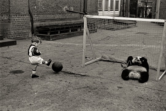 Altcini_'s tweet image. Bert Hardy