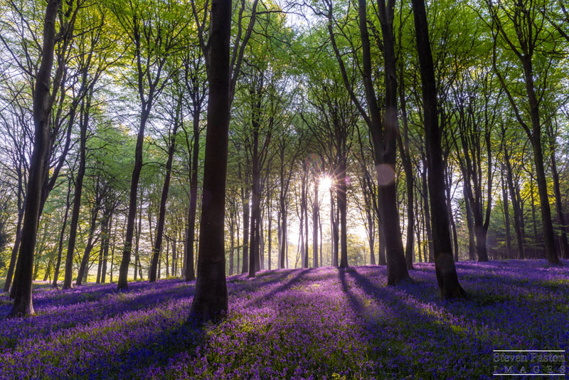 StevenPaston's tweet image. A busy few weeks during bluebells season. here's a set I took at Kings Wood in Kent beginning of May at sunrise @StormHour @ThePhotoHour @CanonUKandIE @CanonEMEApro @LEEFilters #3LeggedThing