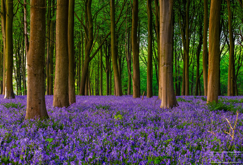 StevenPaston's tweet image. A busy few weeks during bluebells season. here's a set I took at Kings Wood in Kent beginning of May at sunrise @StormHour @ThePhotoHour @CanonUKandIE @CanonEMEApro @LEEFilters #3LeggedThing