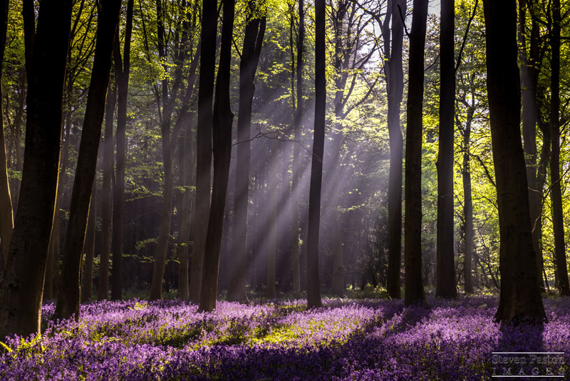 StevenPaston's tweet image. A busy few weeks during bluebells season. here's a set I took at Kings Wood in Kent beginning of May at sunrise @StormHour @ThePhotoHour @CanonUKandIE @CanonEMEApro @LEEFilters #3LeggedThing