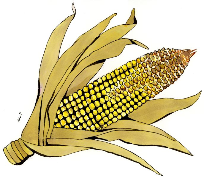 In 2022 I painted maize ear rot, caused by Gibberella zea (Fusarium graminearum).

hgpenningtonart.co.uk/plantspathogen…