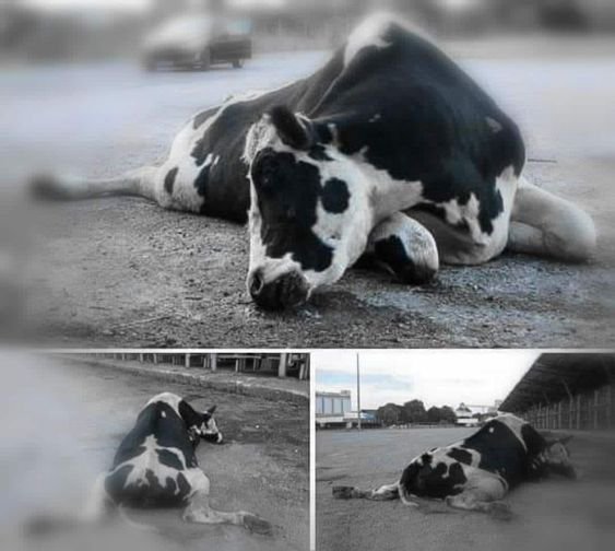 Cows in the dairy industry aren’t mothers—they’re machines. Their bodies are violated, their babies taken, and their milk stolen for profit. They’re trapped in a cycle of forced pregnancy and grief until they collapse.This isn’t food. It’s industrialized cruelty.

#GoVegan