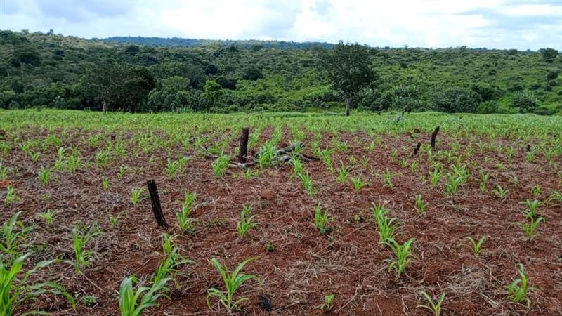WFP Cameroon (@wfp_cameroon) on Twitter photo #Cameroon🇨🇲
🌱 In Lokoti, located in the Adamawa region, <a href="/WFP/">World Food Programme</a> and <a href="/IMC_Worldwide/">International Medical Corps</a> are providing #PULCCA beneficiaries with seeds of beans, potatoes, cassava, and maize.
This support is enabling them to begin planting and enhance #foodsecurity through sustainable farming #Cameroon🇨🇲
🌱 In Lokoti, located in the Adamawa region, <a href="/WFP/">World Food Programme</a> and <a href="/IMC_Worldwide/">International Medical Corps</a> are providing #PULCCA beneficiaries with seeds of beans, potatoes, cassava, and maize.
This support is enabling them to begin planting and enhance #foodsecurity through sustainable farming
