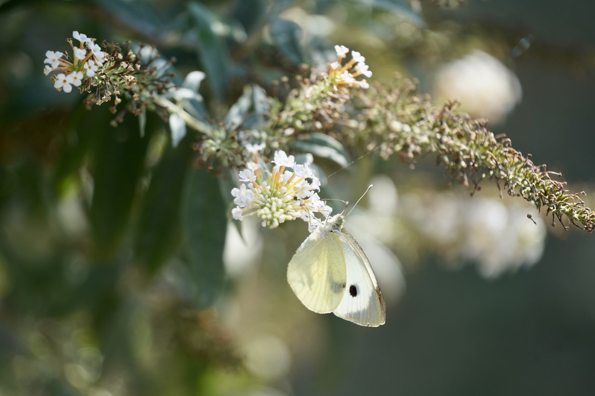 nadski65's tweet photo. ☀️ Happy Tuesday!
Lift your spirits, stretch your smile, and soak up the sunshine — inside and out.
You’ve got this. Keep going, keep glowing! ✨💪🌼

 #TuesdayMotivation #SunshineVibes #KeepLifting #nature #NaturePhotography #insects #butterfly #tuesdaymotivations  #spring2025 #nikon #nikonphotography @UKNikon
