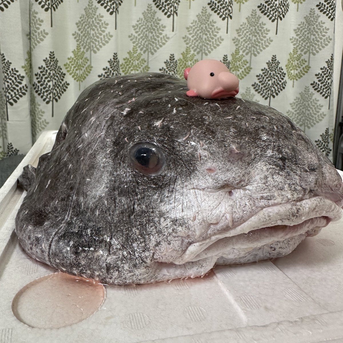 ニュウドウカジカ食べました！！ 刺身…若干水気があり身が柔らかいが