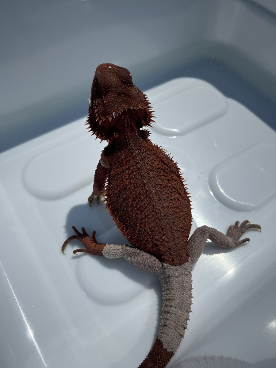 ows1326941's tweet photo. 天気が良かったので日光浴〜

色上がってきた🦎

#フトアゴ
#フトアゴヒゲトカゲ
#ダークレッド
#bearddragon https://t.co/kPJRsu4Ijf