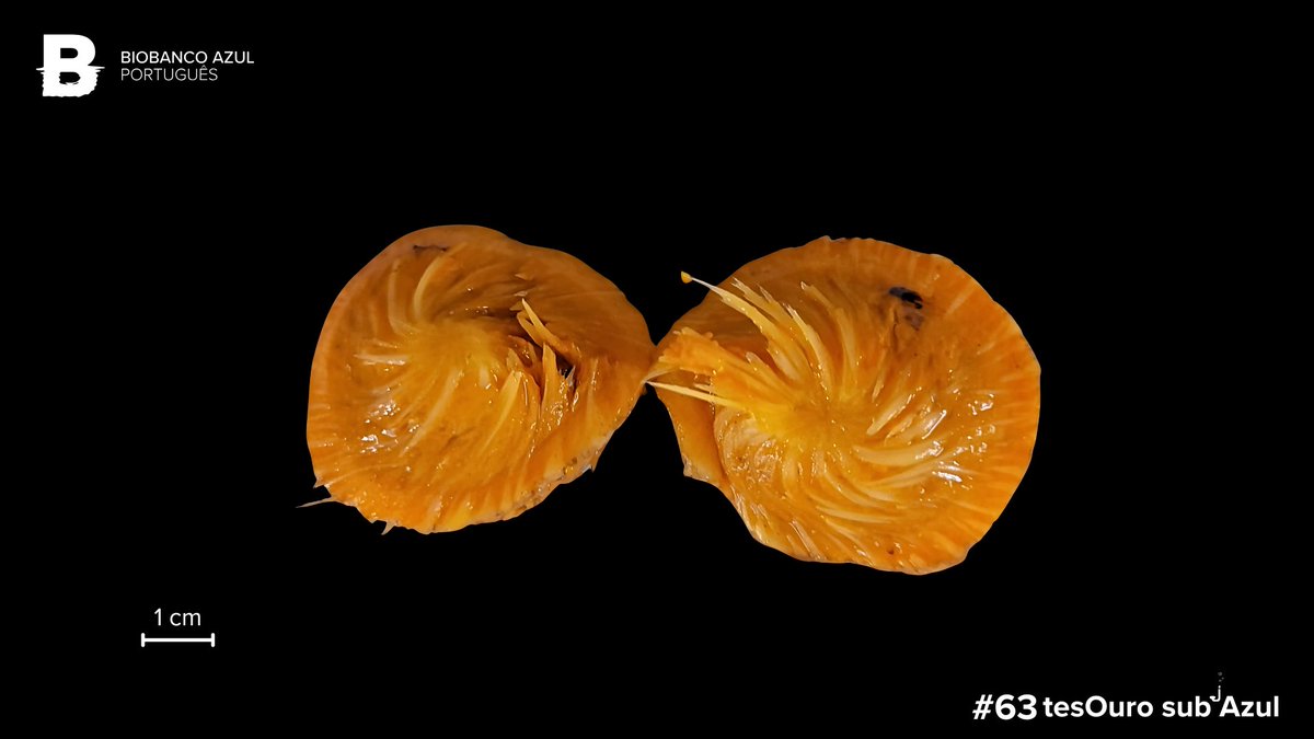 The 𝘁𝗲𝘀𝗢𝘂𝗿𝗼 𝘀𝘂𝗯 𝗔𝘇𝘂𝗹 of this week is a specimen of the marine sponge 𝘛𝘦𝘵𝘩𝘺𝘢 𝘤𝘪𝘵𝘳𝘪𝘯𝘢 Sarà &amp; Melone, 1965 - DEEP_2021_0087.

💡 Did you know that compounds with antibacterial activity have already been isolated from this species?