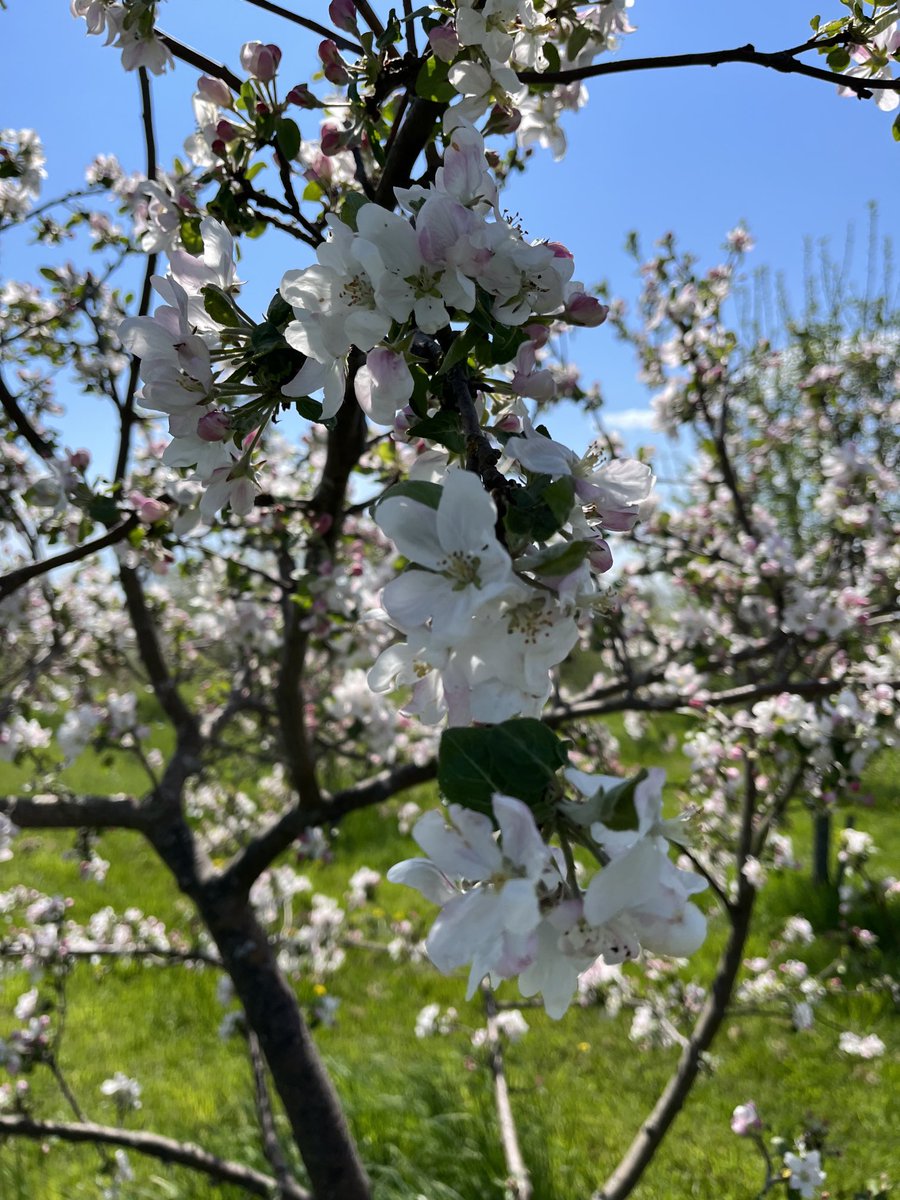 CiderFire's tweet image. #appleblossoms ⁦@FrankFerragine⁩ ⁦@breakfasttv⁩ will over 600 varieties of #apples starting to blossom 🌸 from white, pink,red here at Canada’s Rarest Orchard #brucecounty Dobbinton Ontario