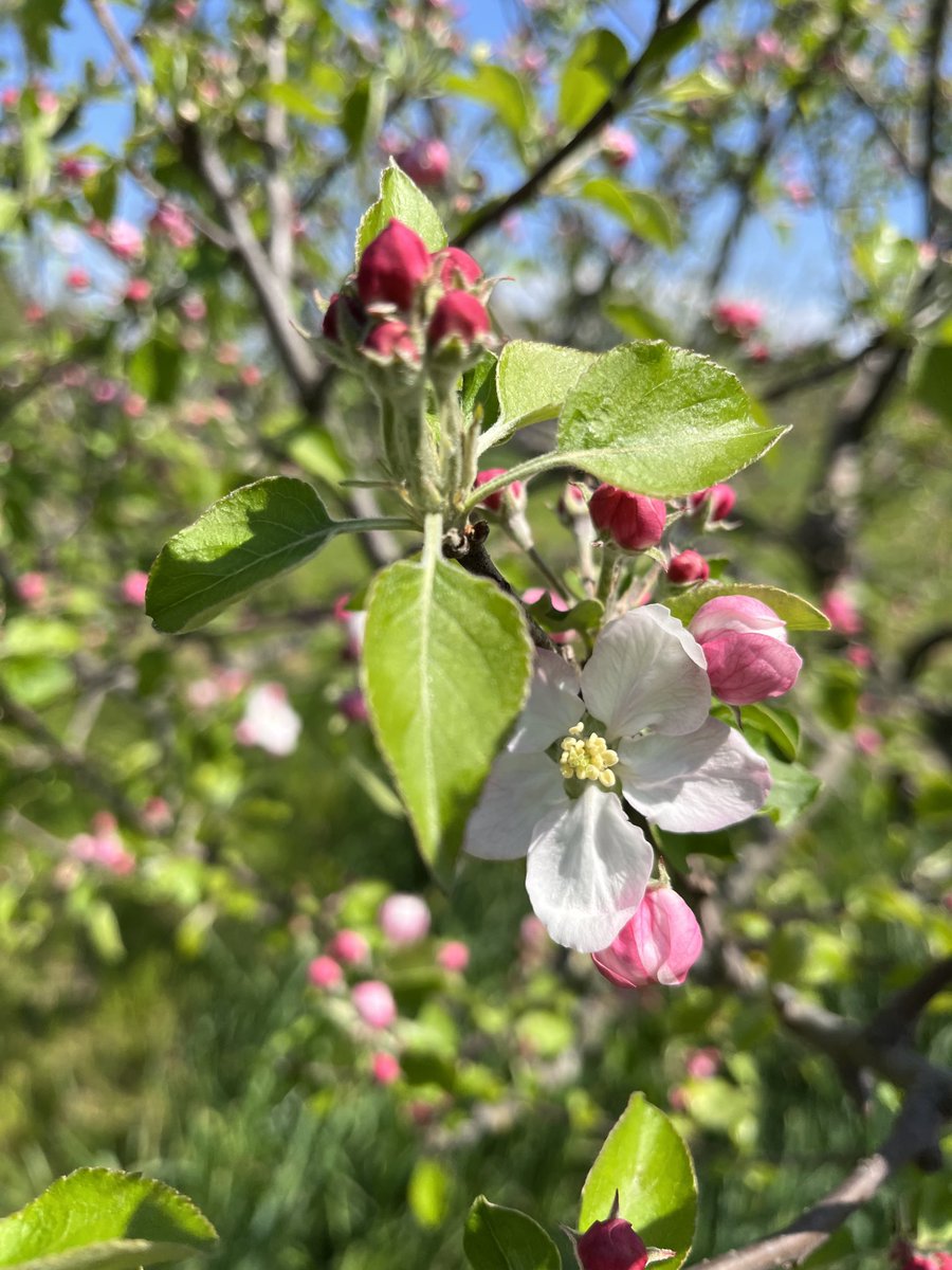 CiderFire's tweet image. #appleblossoms ⁦@FrankFerragine⁩ ⁦@breakfasttv⁩ will over 600 varieties of #apples starting to blossom 🌸 from white, pink,red here at Canada’s Rarest Orchard #brucecounty Dobbinton Ontario