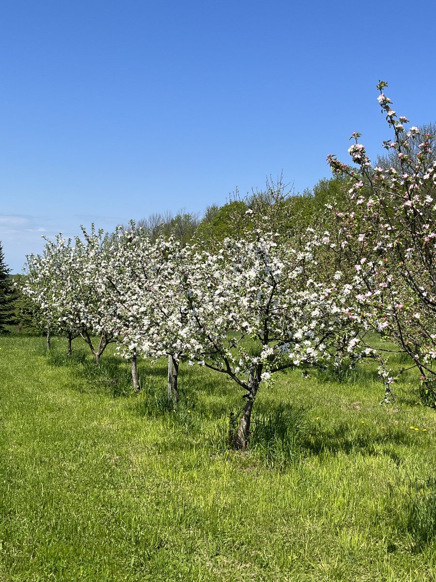 CiderFire's tweet image. #appleblossoms ⁦@FrankFerragine⁩ ⁦@breakfasttv⁩ will over 600 varieties of #apples starting to blossom 🌸 from white, pink,red here at Canada’s Rarest Orchard #brucecounty Dobbinton Ontario