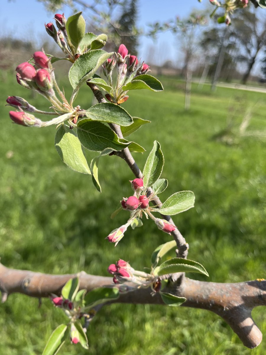 CiderFire's tweet image. #appleblossoms ⁦@FrankFerragine⁩ ⁦@breakfasttv⁩ will over 600 varieties of #apples starting to blossom 🌸 from white, pink,red here at Canada’s Rarest Orchard #brucecounty Dobbinton Ontario