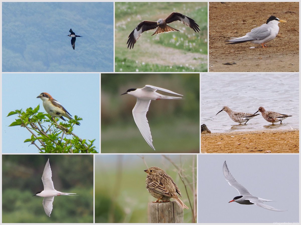 Pagan Birder (@fegwitch) on Twitter photo An epic day in Hants & Wilts yesterday with <a href="/ryanfrost1984/">Ryan Frost</a> highlights Roseate, Little, Common & Sandwich Terns + Curlew Sandpipers at Normandy Marshes. A little sea watching produced an Arctic Skua & Salisbury Plain Corn Buntings, Stone Curlews, Whinchat etc & a Woodchat Shrike. An epic day in Hants & Wilts yesterday with <a href="/ryanfrost1984/">Ryan Frost</a> highlights Roseate, Little, Common & Sandwich Terns + Curlew Sandpipers at Normandy Marshes. A little sea watching produced an Arctic Skua & Salisbury Plain Corn Buntings, Stone Curlews, Whinchat etc & a Woodchat Shrike.