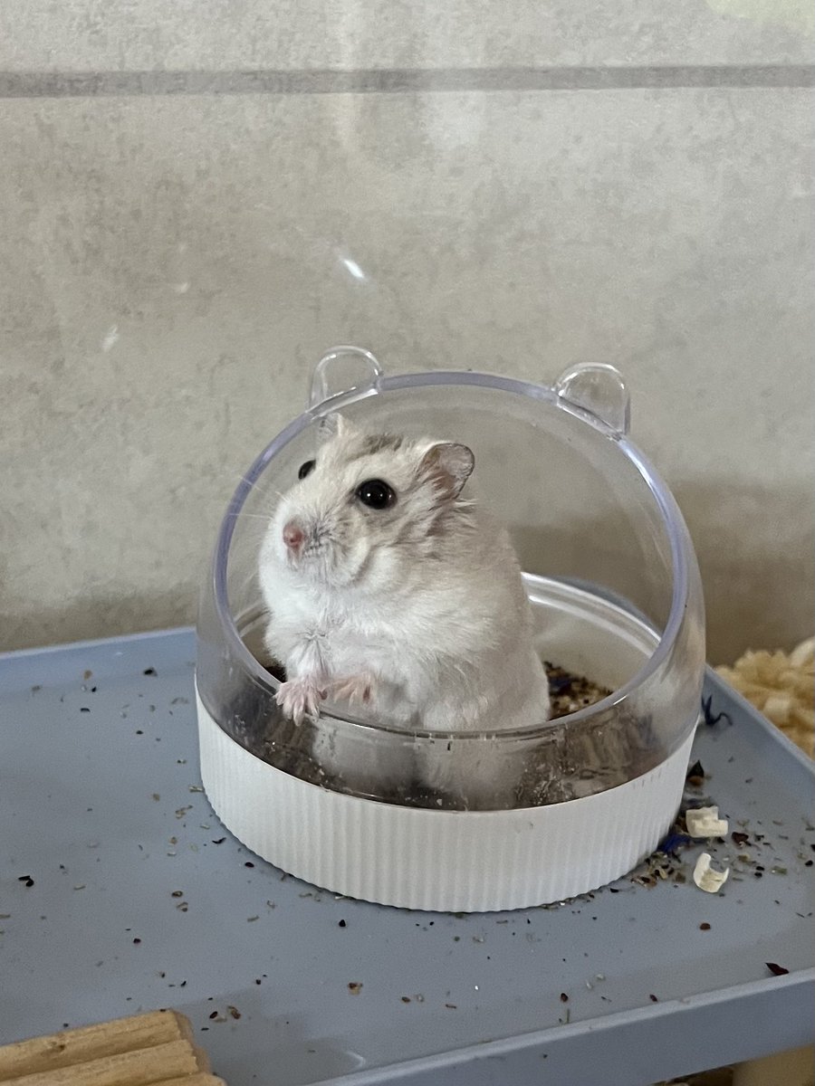 나는 아직도 햄스터 무한증식 악몽을 꿔
너도 종종 나오더라
그만 나와도 돼 이제 
귀한집 딸로 태어나서 살아