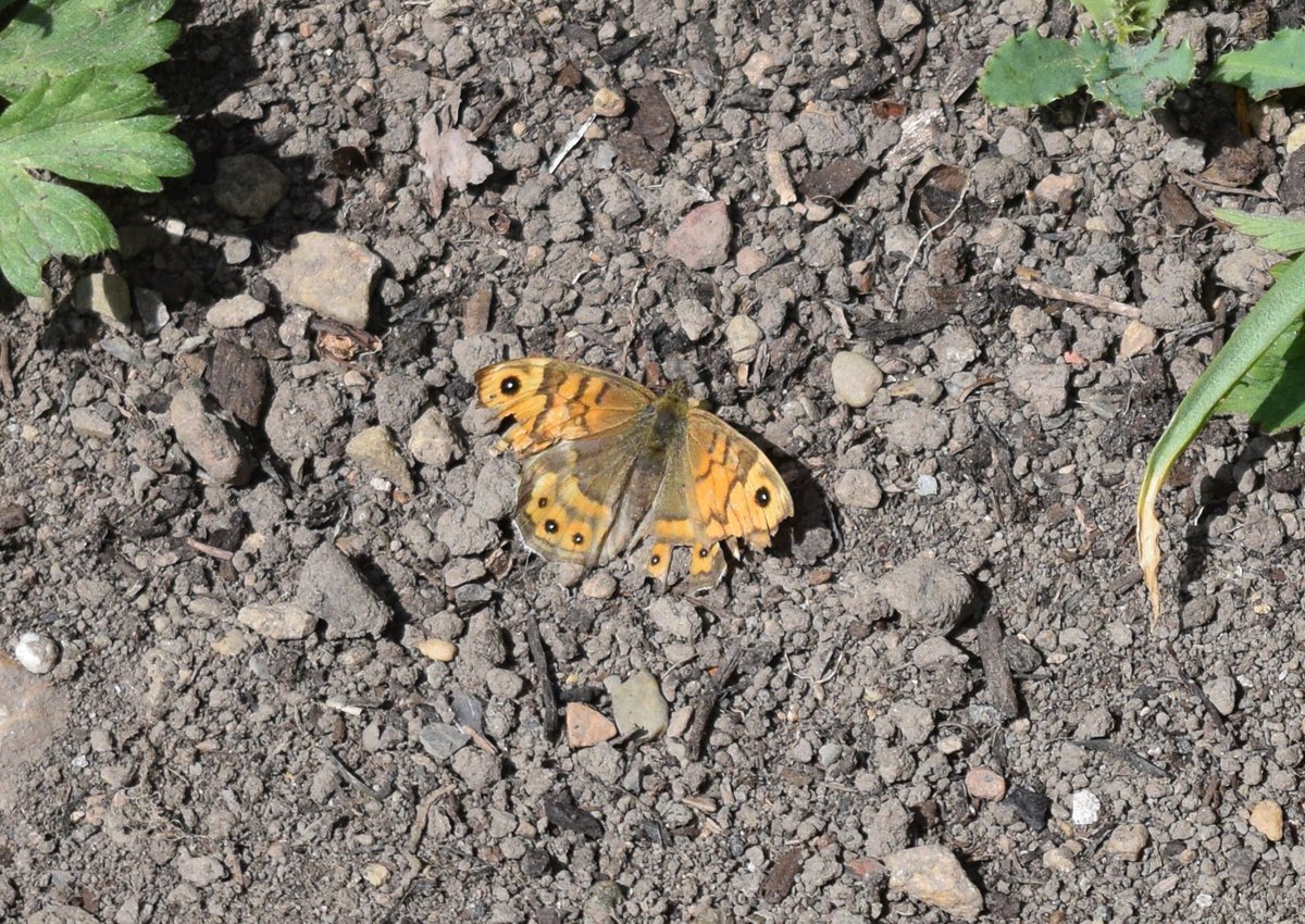 Rare treat of a new species for my Dartmoor garden - a Wall butterfly. Quite a raggedy specimen, briefly sunning itself on a patch of bare earth before flying off. 23rd butterfly species for the garden. <a href="/DevonWildlife/">Devon Wildlife Trust</a> <a href="/savebutterflies/">Butterfly Conservation 🦋</a> <a href="/BCDevon/">BC Devon Branch</a>