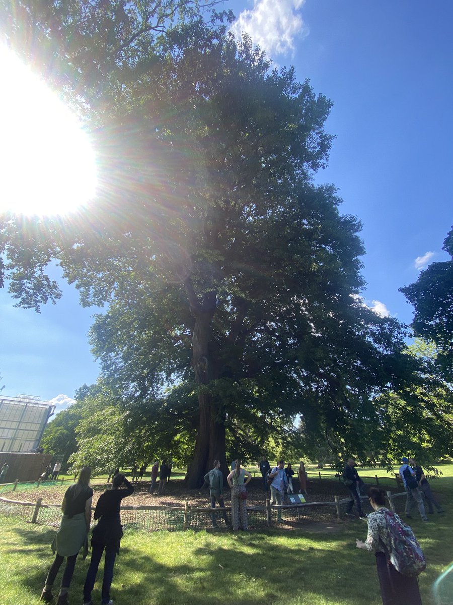 Gareth Thomas (@g_a_thomas) on Twitter photo Great day at the Oak Health & Plant Biosecurity Event at Kew Gardens, hearing updates on oak health research and visiting Kew’s oak collection! <a href="/ActionOak/">Action Oak</a> #ActionOak #PlantHealth Great day at the Oak Health & Plant Biosecurity Event at Kew Gardens, hearing updates on oak health research and visiting Kew’s oak collection! <a href="/ActionOak/">Action Oak</a> #ActionOak #PlantHealth