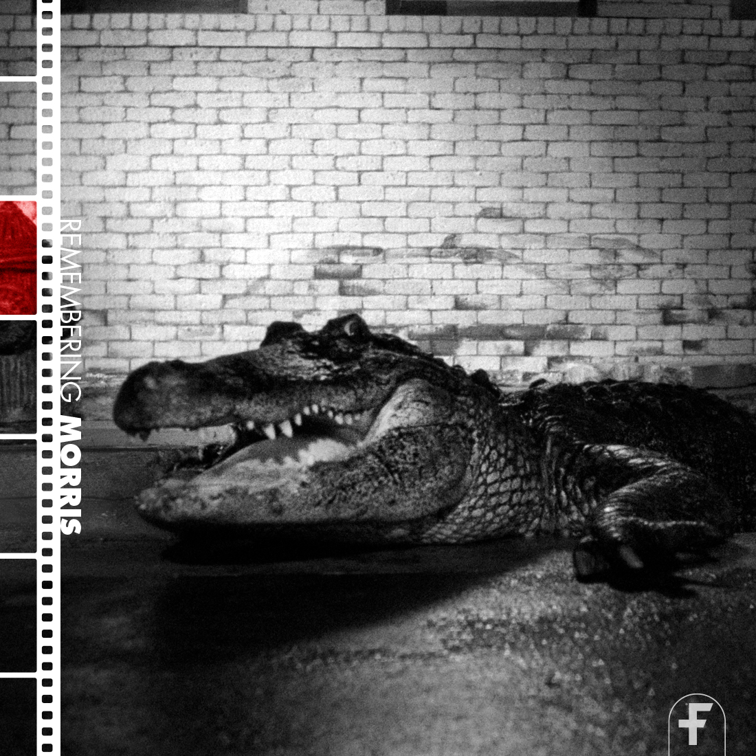 Rest in peace to a real one: Morris, the star of ALLIGATOR and many other motion pictures, has died at (at least) 80 years of age.