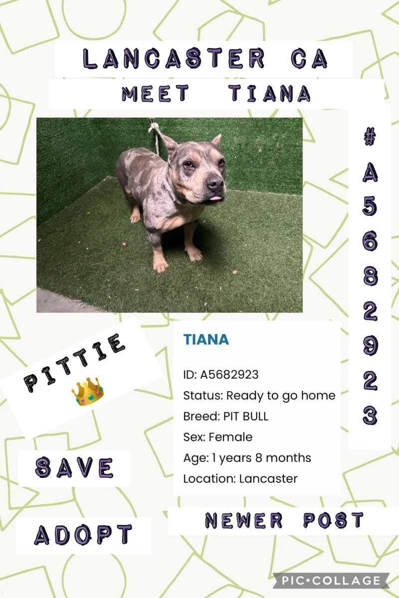 More LOVE PLEASE Low  views ~ Meet TIANA only 1yrs 8m <a href="/AnimaLancaster/">LancasterAnimalShelt</a> #A5682923 I think she has been missed along the way so more #REPOSTING NOW to garner more #reach #attention #views #interest takes 1 sec to hit #REPOST. View 🟰repost  “This dog is kind of cute”🥰