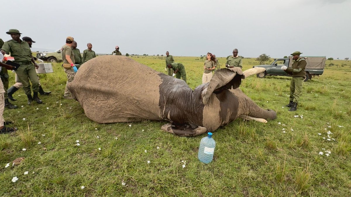 In April, MEP participated in collaborative exercises that deployed tracking collars on elephants in Tanzania, translocations, and elephant treatments of well-known elephants like Individual 58.  Read more in our April monthly report.

buff.ly/dEXFrhR