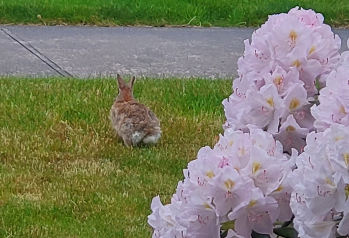 CAS369741's tweet image. Rabbit in the yard this morning.